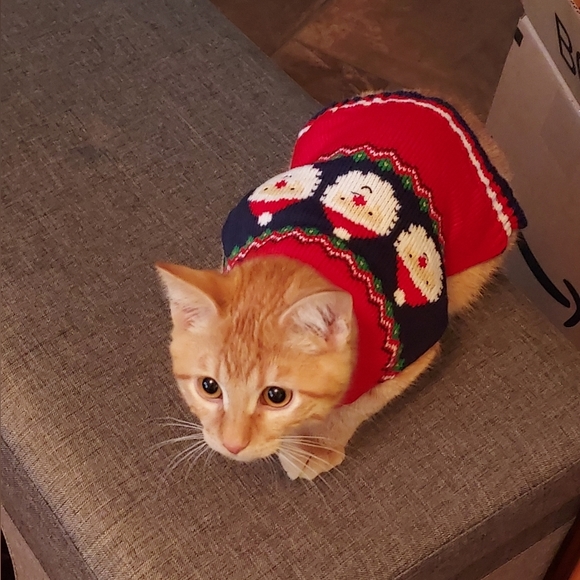 Assorted CAT/DOG pet clothing bundle, size- sm, xs - Picture 9 of 11